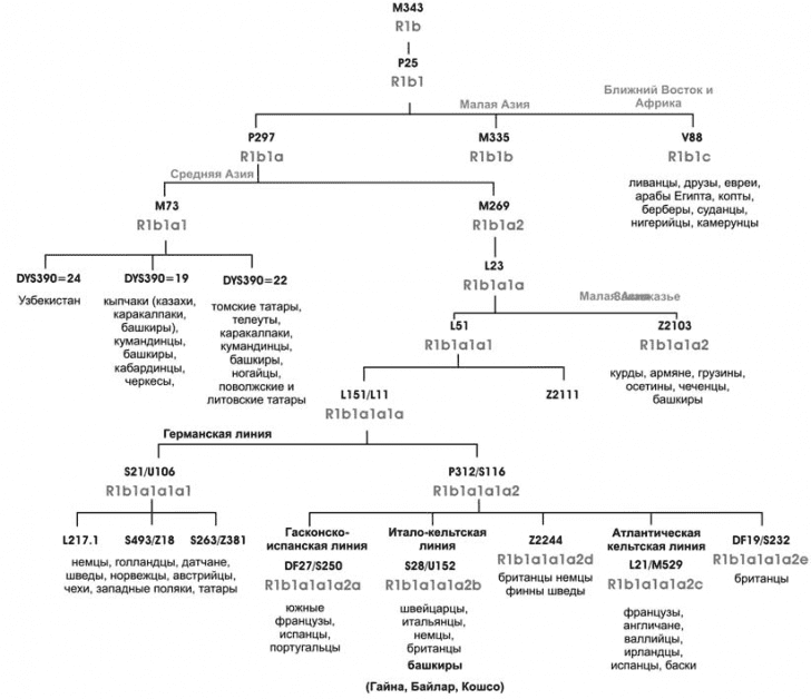 Гапла группы татар башкиры. Днк гаплогруппы башкир. Гаплогруппы башкирских родов. Гаплогруппа башкир. Гаплогруппа r1b башкиры.