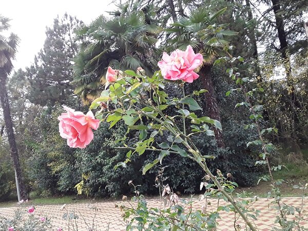 А розы всегда прекрасны! Фото автора