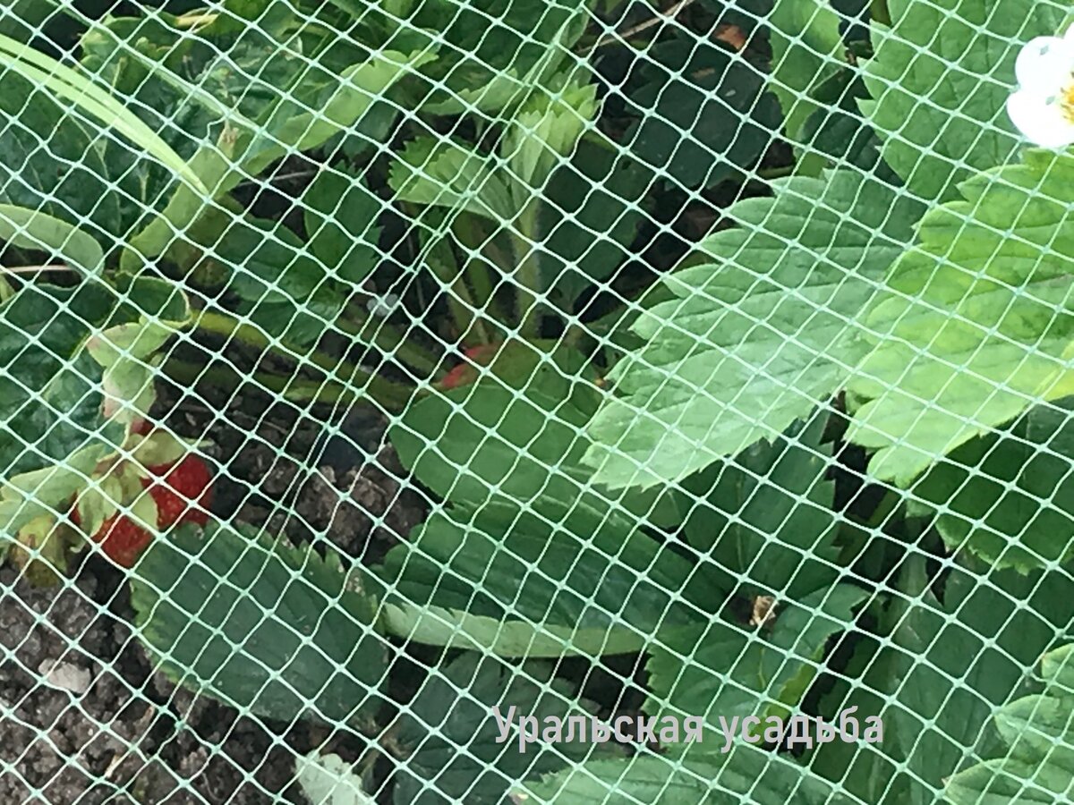 Мря клубника спрятана от дроздов