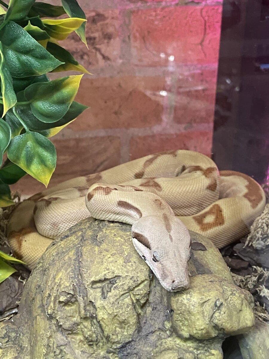 Лучший зоомагазин с рептилиями, который я видел