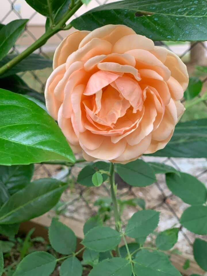 Абрахам Дерби