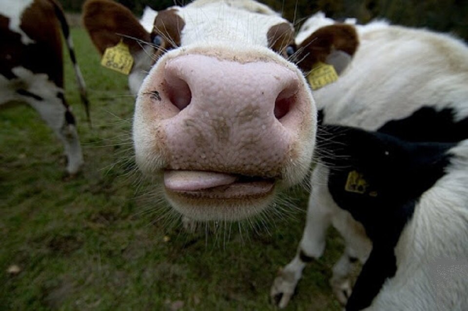 Ходячие мини-фабрики по производству метана 