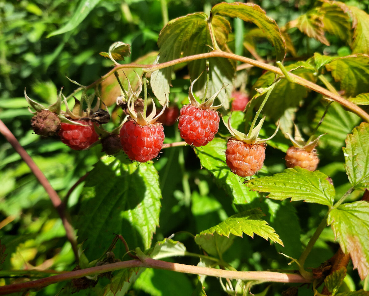 Малина созрела. Готовьте банки.
Фото автора