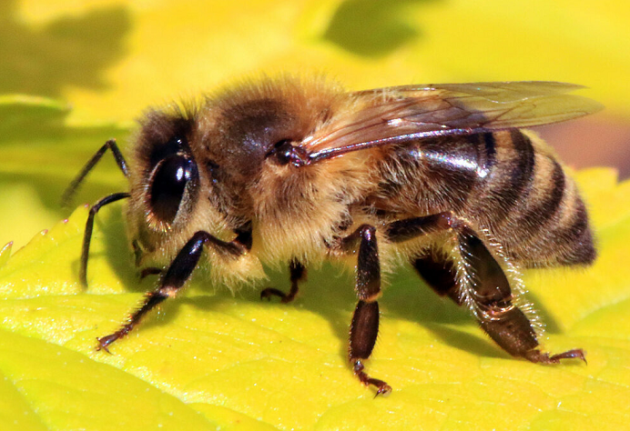 Медоносная пчела