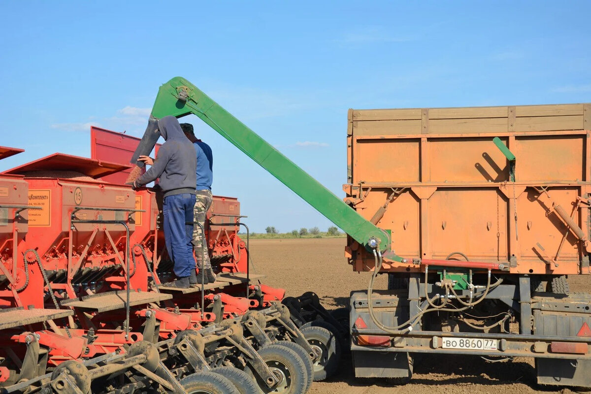 работа сельхозникам. камаз сельхозник на уборке зерновых. камаз 55102 сельхозник. камаз 5320 на уборке силоса. комбайн выгружает зерно в камаз.