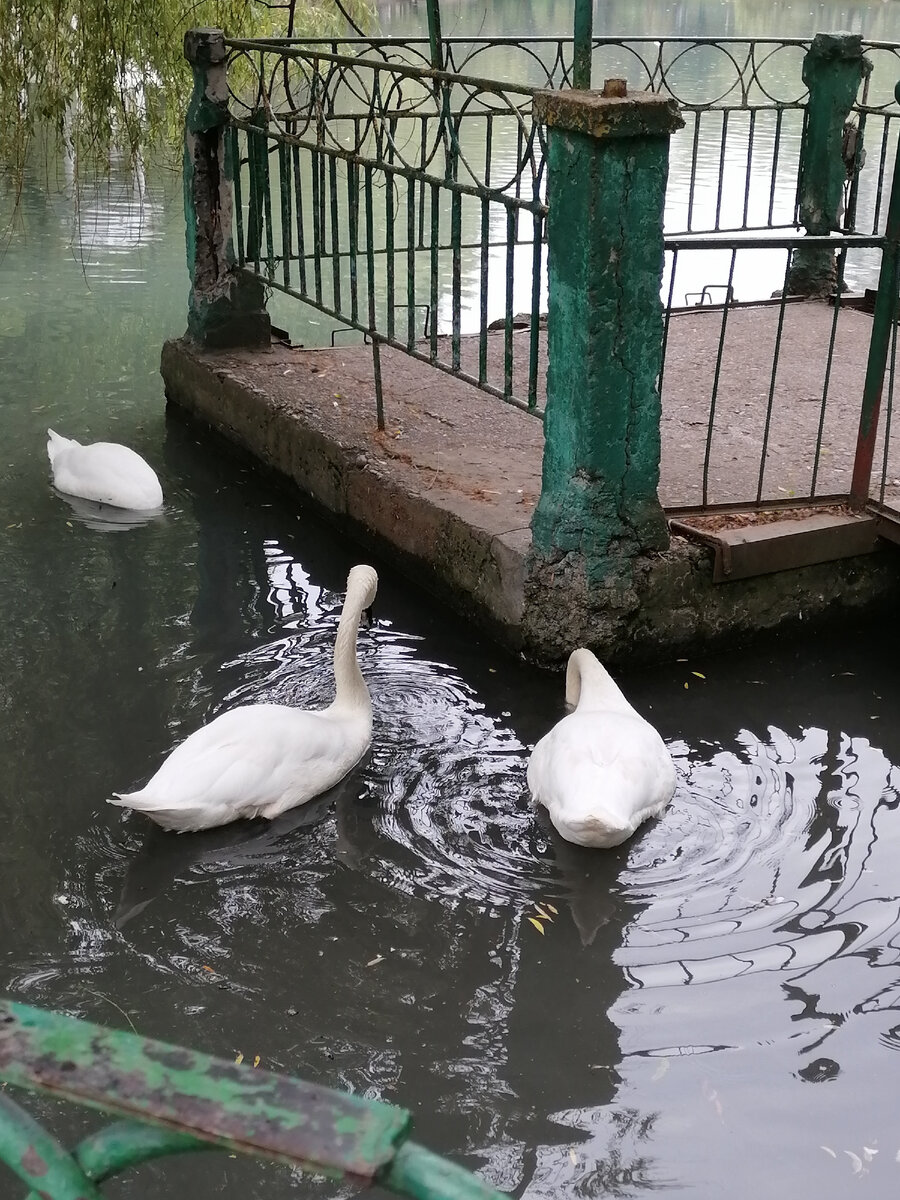 Озеро с лебедями.