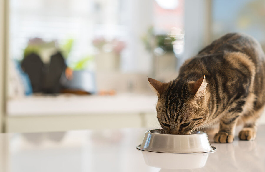 Можно ли накормить взрослую кошку кормом для котят? | ZOO CHANNEL | Дзен