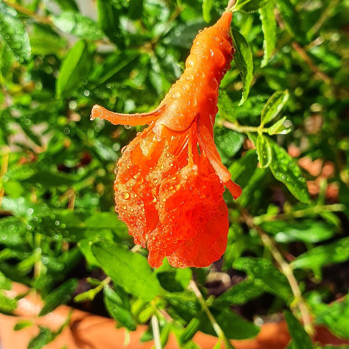 Фото Лужецкой Натальи ее гранат с цветком 13 июля 2021 года 
 