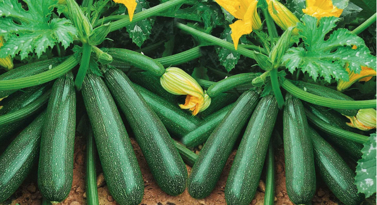 Кабачки, которые мы собираем каждый год на своем огороде