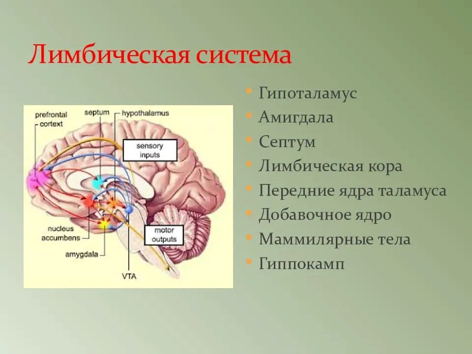 Лимбическую таламус. Гипоталамо-лимбическая система. Гипоталамус и лимбическая система. Лимбическая система гиппокамп. Структуры лимбической системы