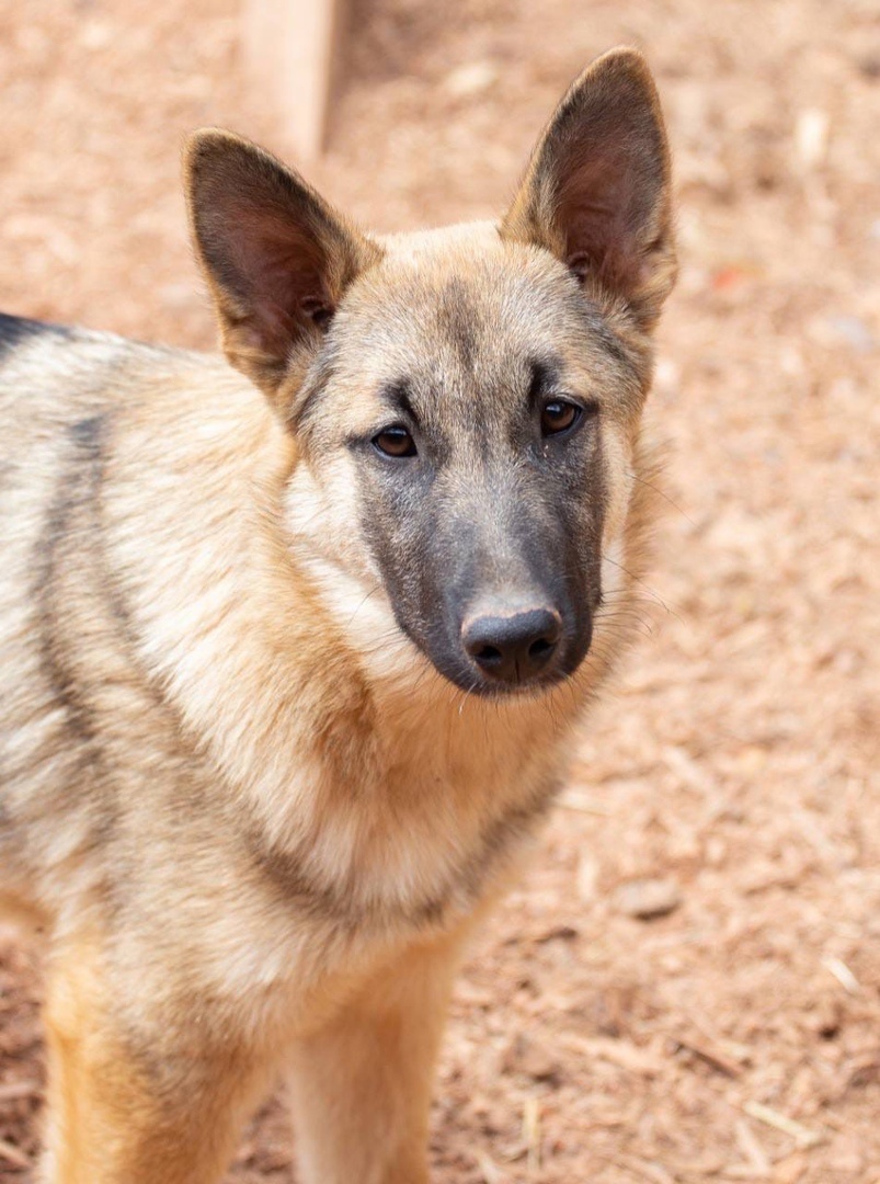 Лаки. Живет в приюте с 2021 года