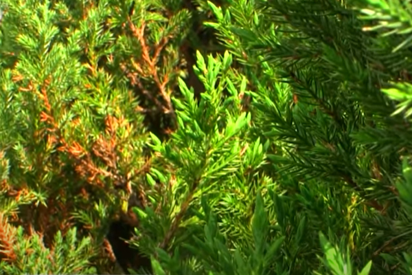 Рыжая хвоя на молодых саженцах. Скрин фото автора