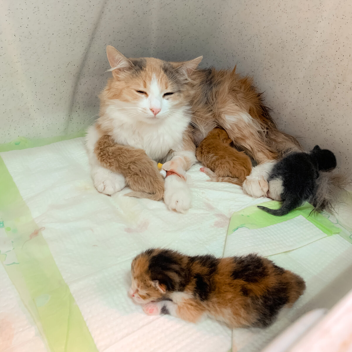 Мой пациент, кошка Тома, после кесарево сечения. 