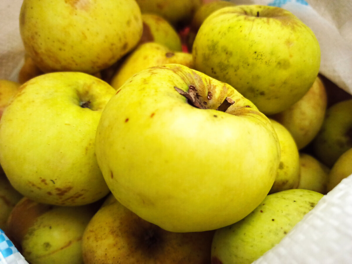 Антоновка в самый раз