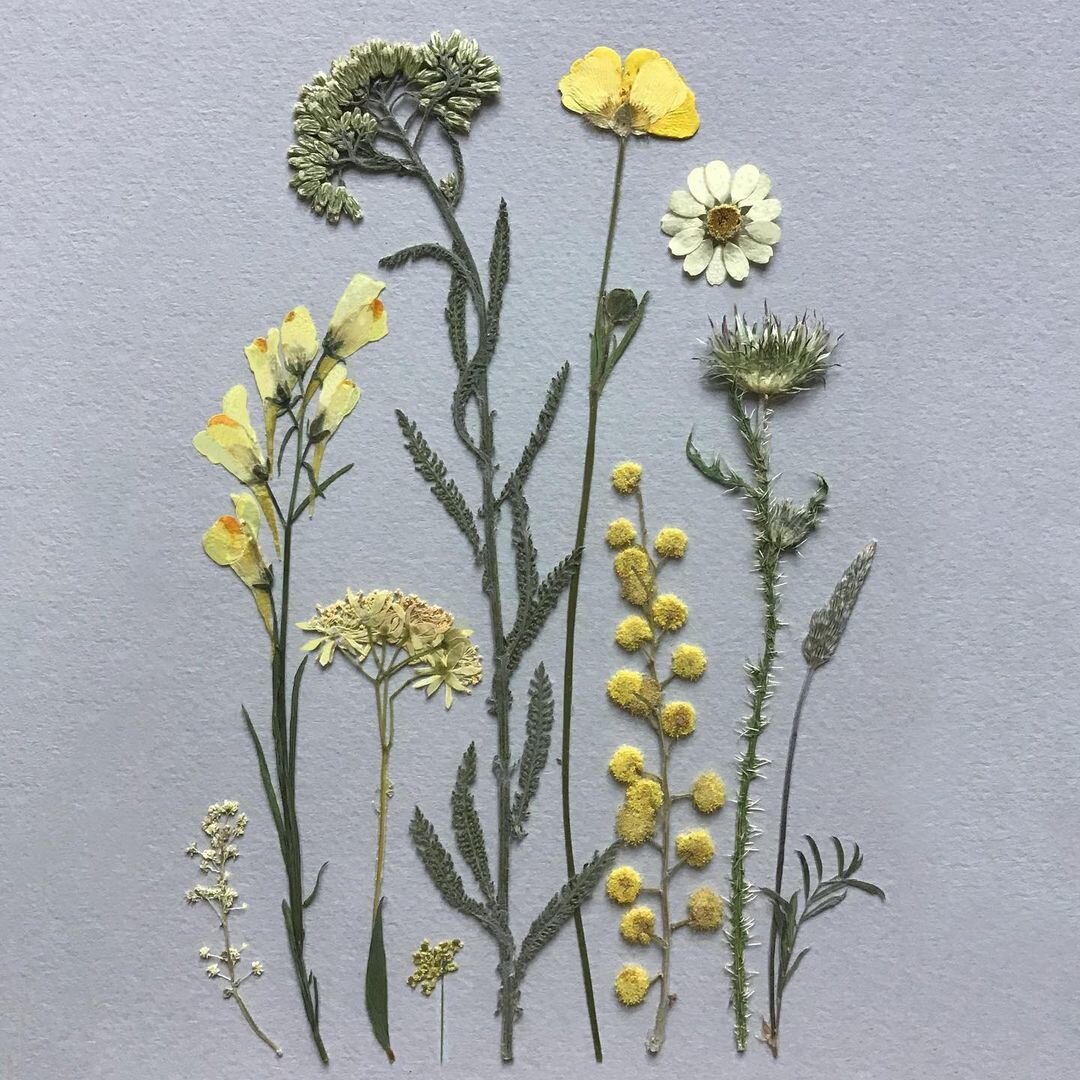 Гербарная композиция. Автор Ирина Шаврина (Философия Гербария)