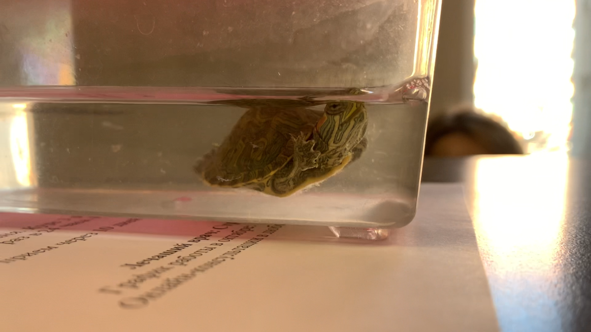 Черепашка с задержкой роста у меня на приеме