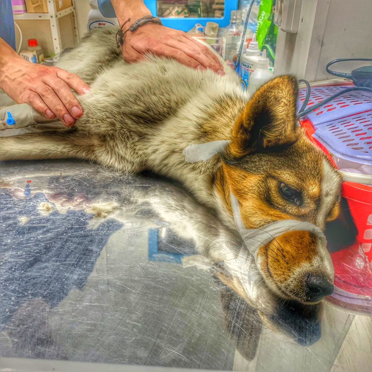 Собаке нужна помощь 