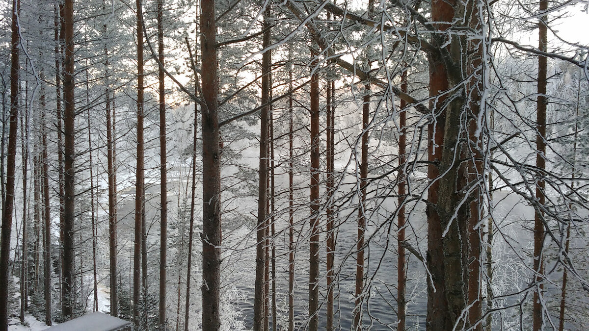 Река Шуя за соснами