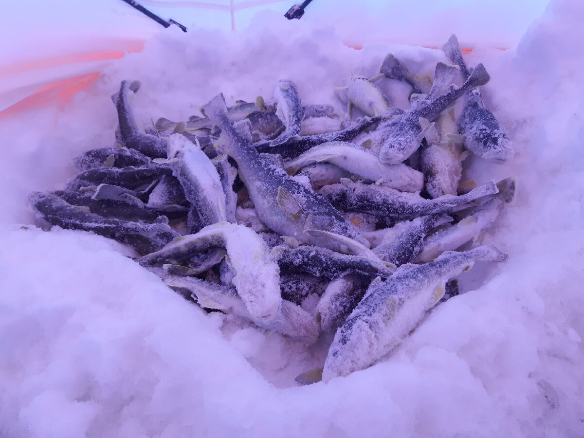 Прикормка зимой - Ульяновский ФОРУМ любителей рыбалки
