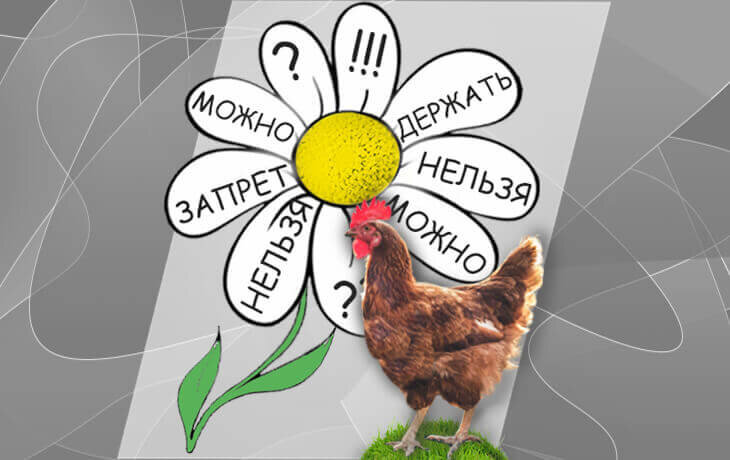 Запрет на содержание кур