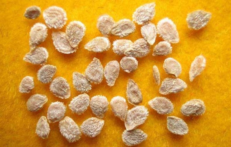 Готовим семена. Фото используется с сайта news.myseldon.com