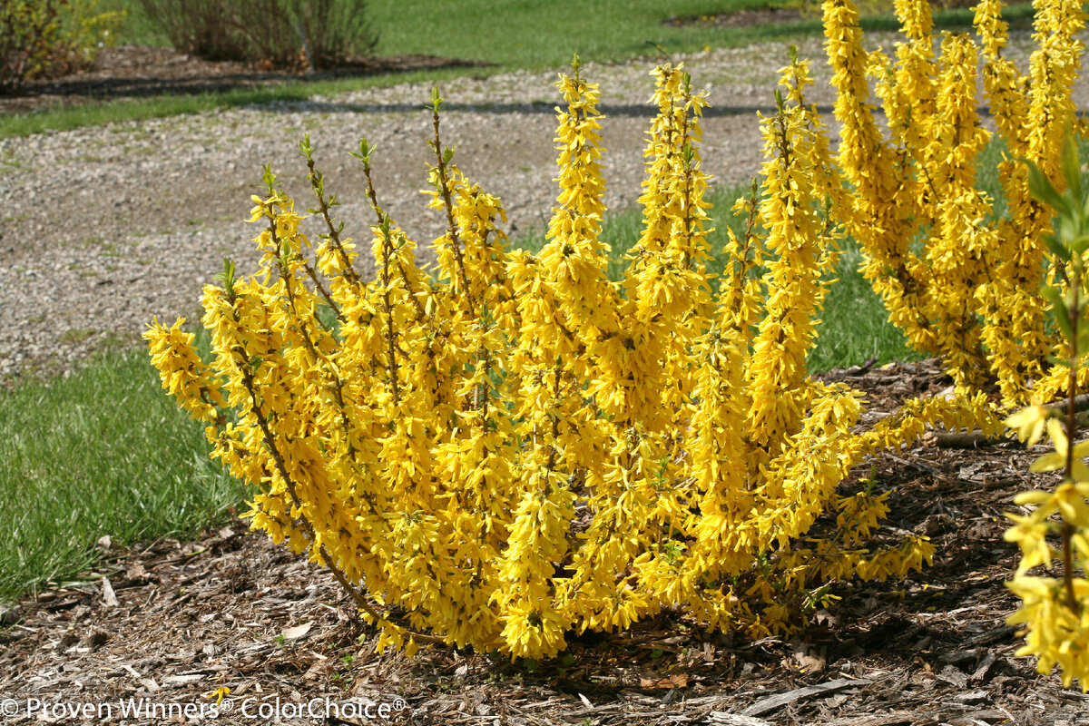 Форзиция промежуточная (Forsythia Intermedia)