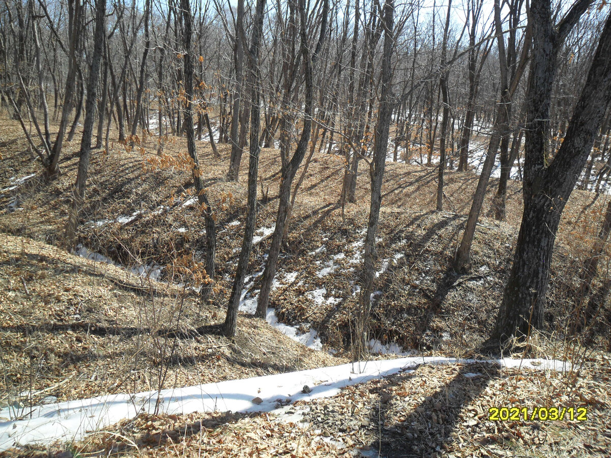 Снег в лесу только начинает таять