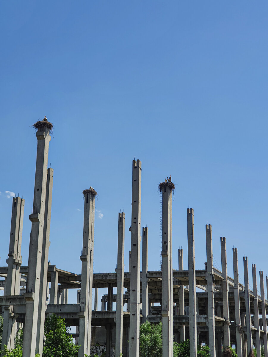 Первое, что я увидел, когда приехал в Нови Сад: гнезда аистов на какой-то заброшке. Врезалось в память.