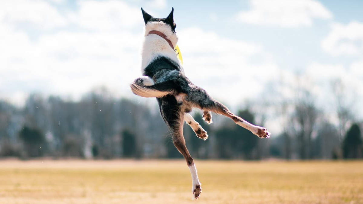 История о том, как я разбил нос. Почему прыгучие собаки - это опасно ...