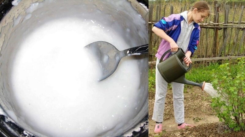 Подкормка смородины крахмалом