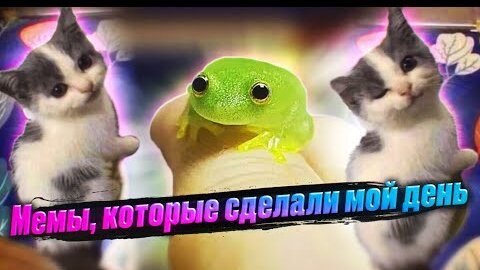 Мемы, которые сделали мой день