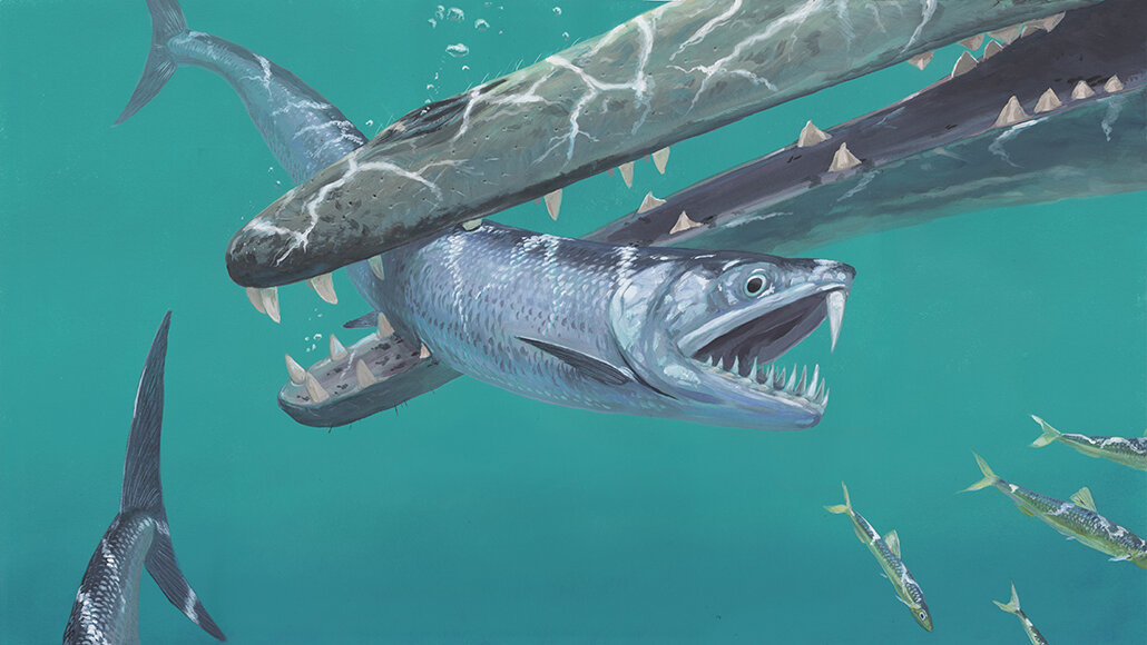 Monosmilus chureloides попадает в пасть раннего кита в погоне за более мелкими анчоусами 