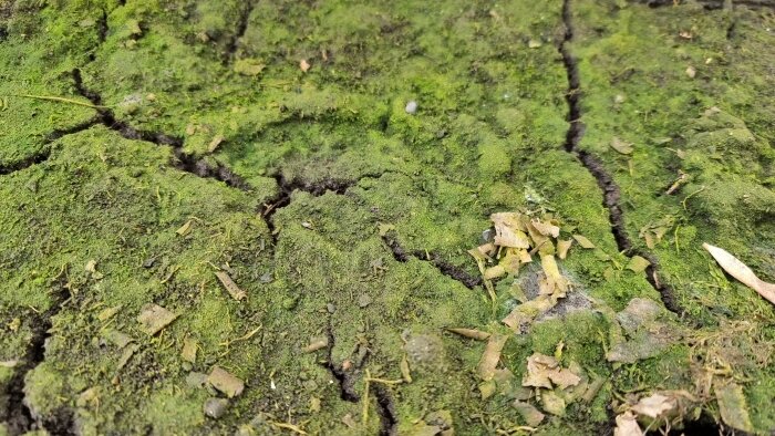 Зеленая земля в парнике. Почему зеленеет земля в теплице после зимы. Зеленеют земли перелеском средство. Зеленеют земли перелеском средство. Позеленела почва в теплице.