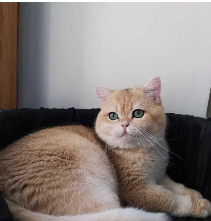 Золотая шиншилла 