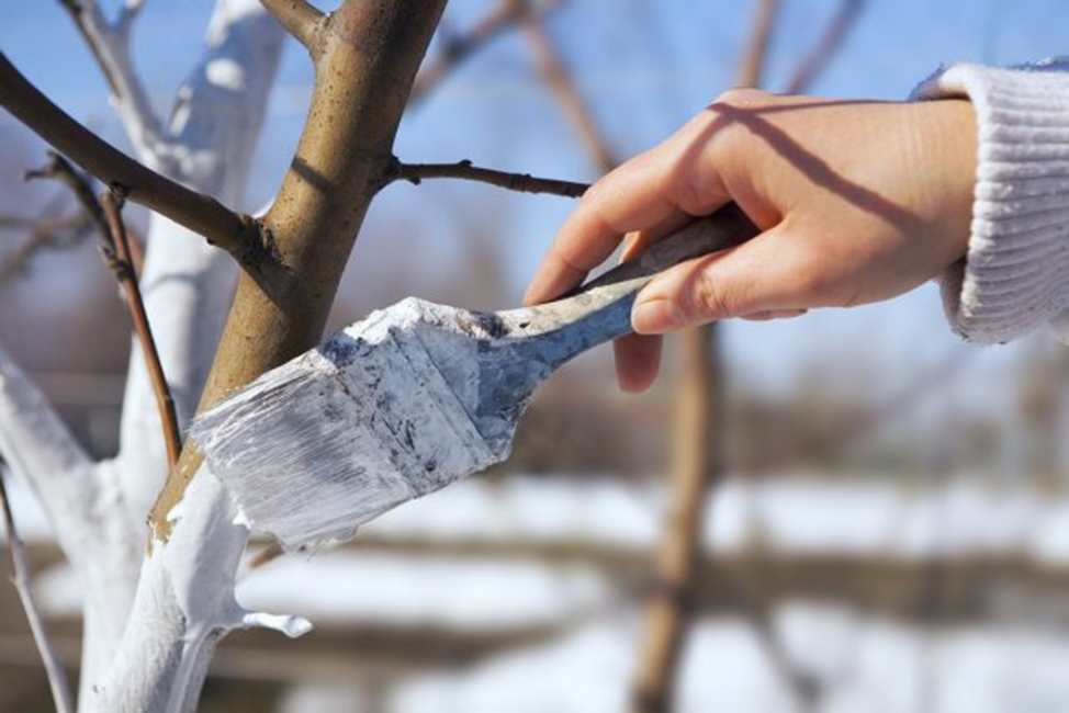 Начинать работы необходимо достаточно рано Источник фото: www.botanichka.ru
