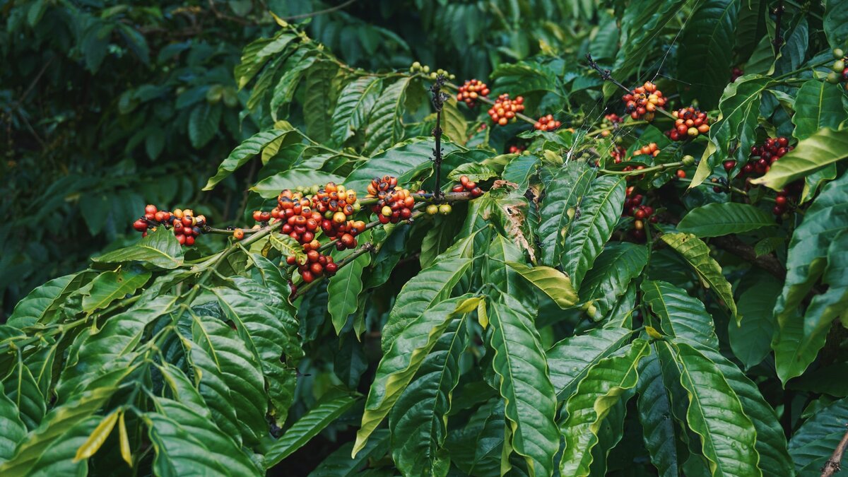 Кофе. Можно ли его вырастить дома? | Семь семян🌱Просто о садоводстве | Дзен