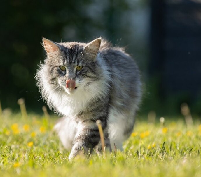 Сколько весит взрослый кот? | Норвежские лесные Кошки | Дзен