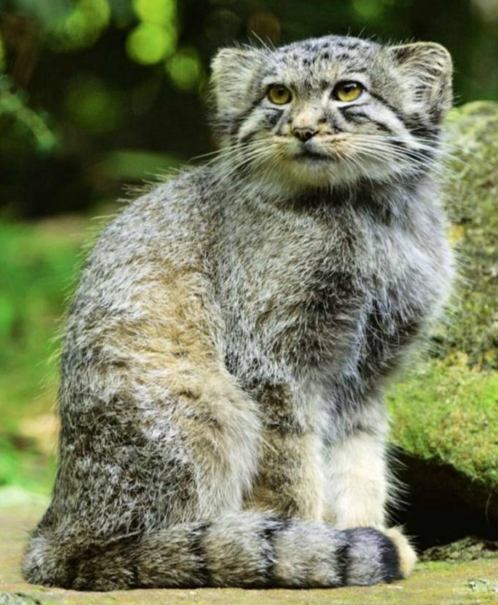 Дикий манул. Степной кот Манул. Манул (палласов кот). Сибирский дикий кот Манул. Менул.