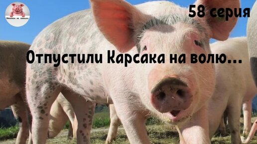 миллион на свиньях канал ютуб