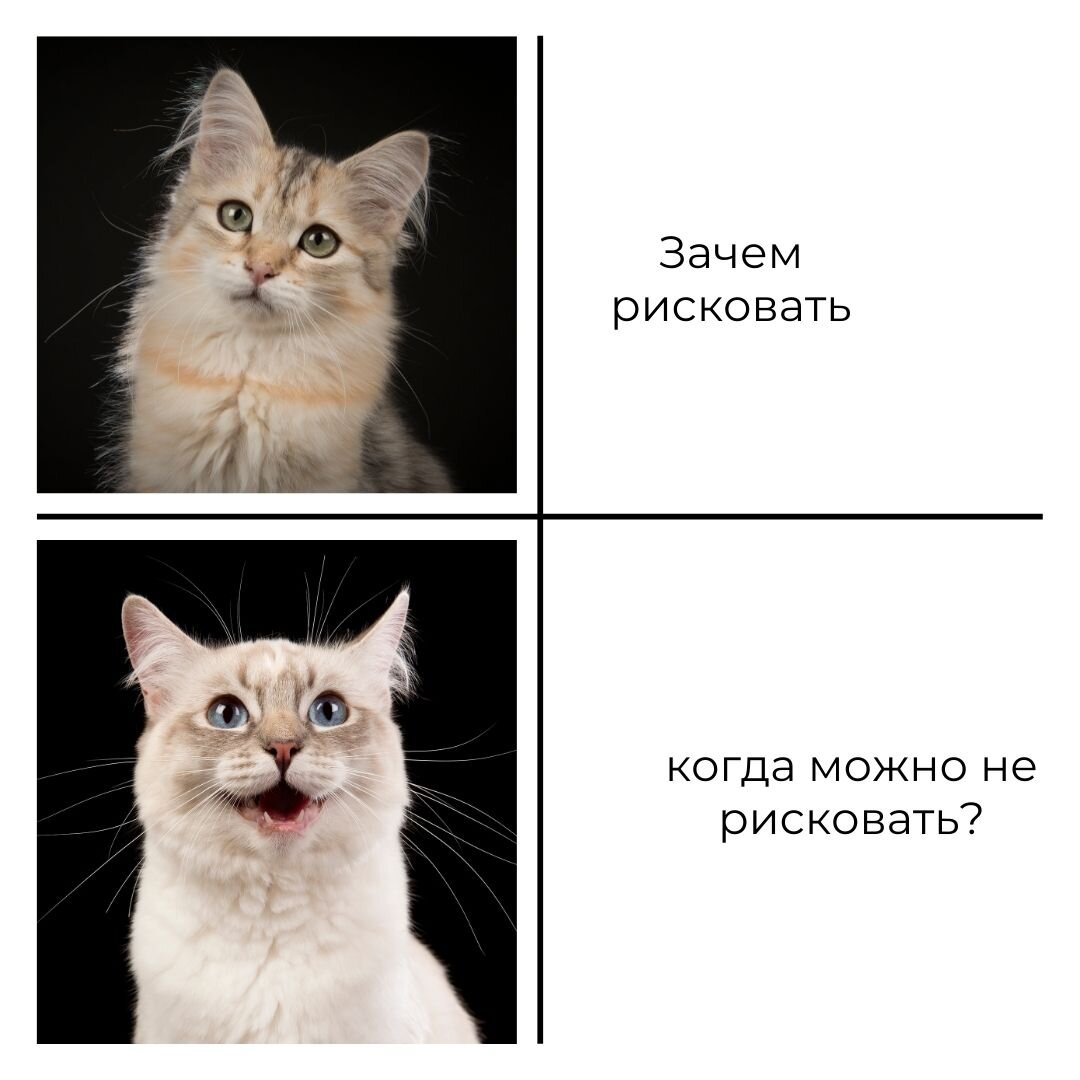 Поставь кэт. Все 1 кошку поставь и все. Memes about Spring.