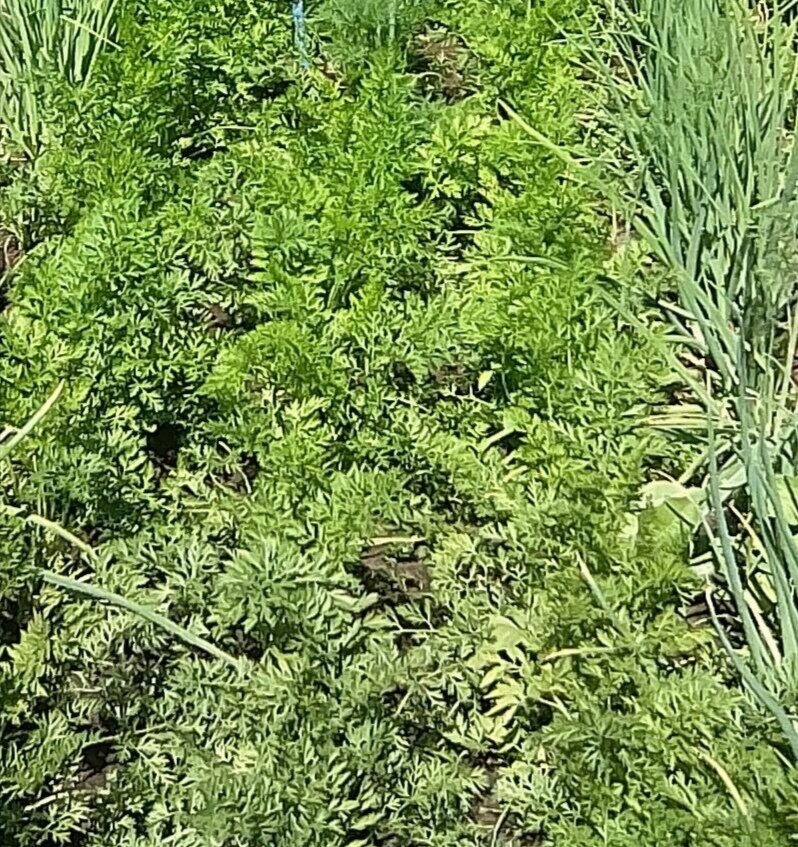 Хорошее соседство при посеве лука и моркови. 