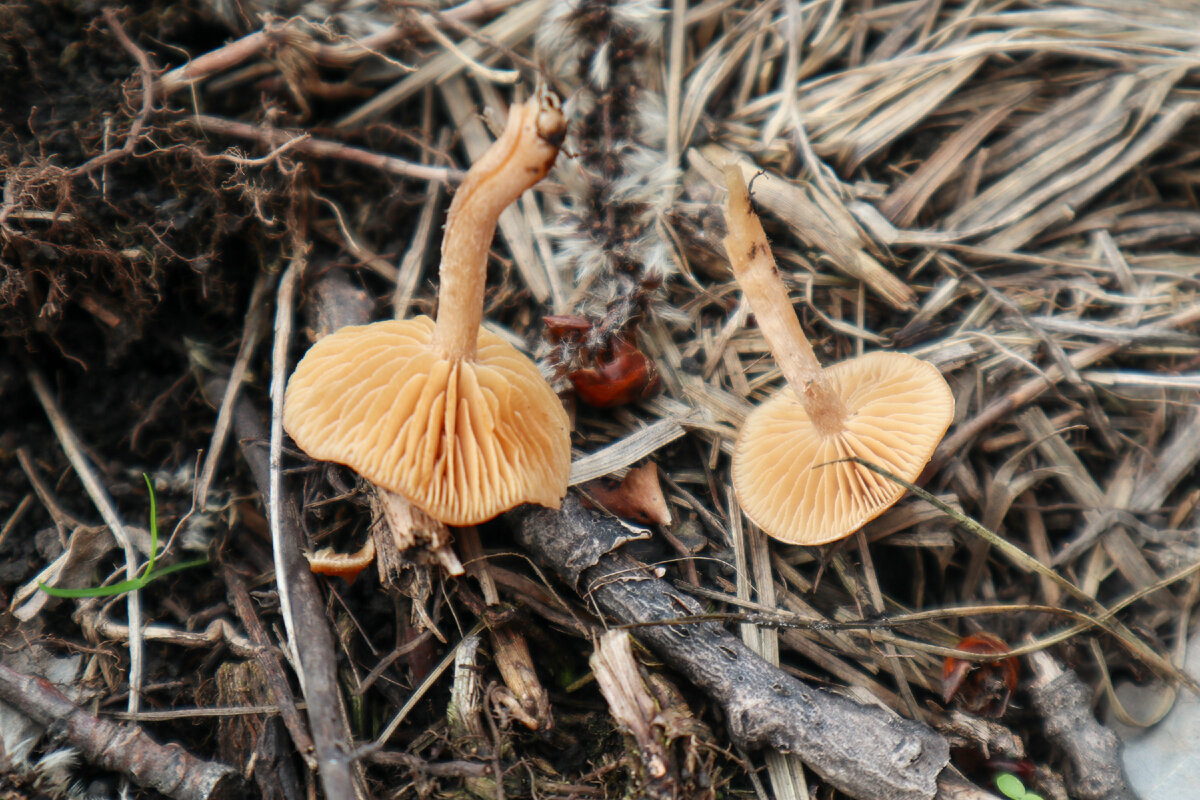 Тубария отрубистая  - Tubaria furfuracea