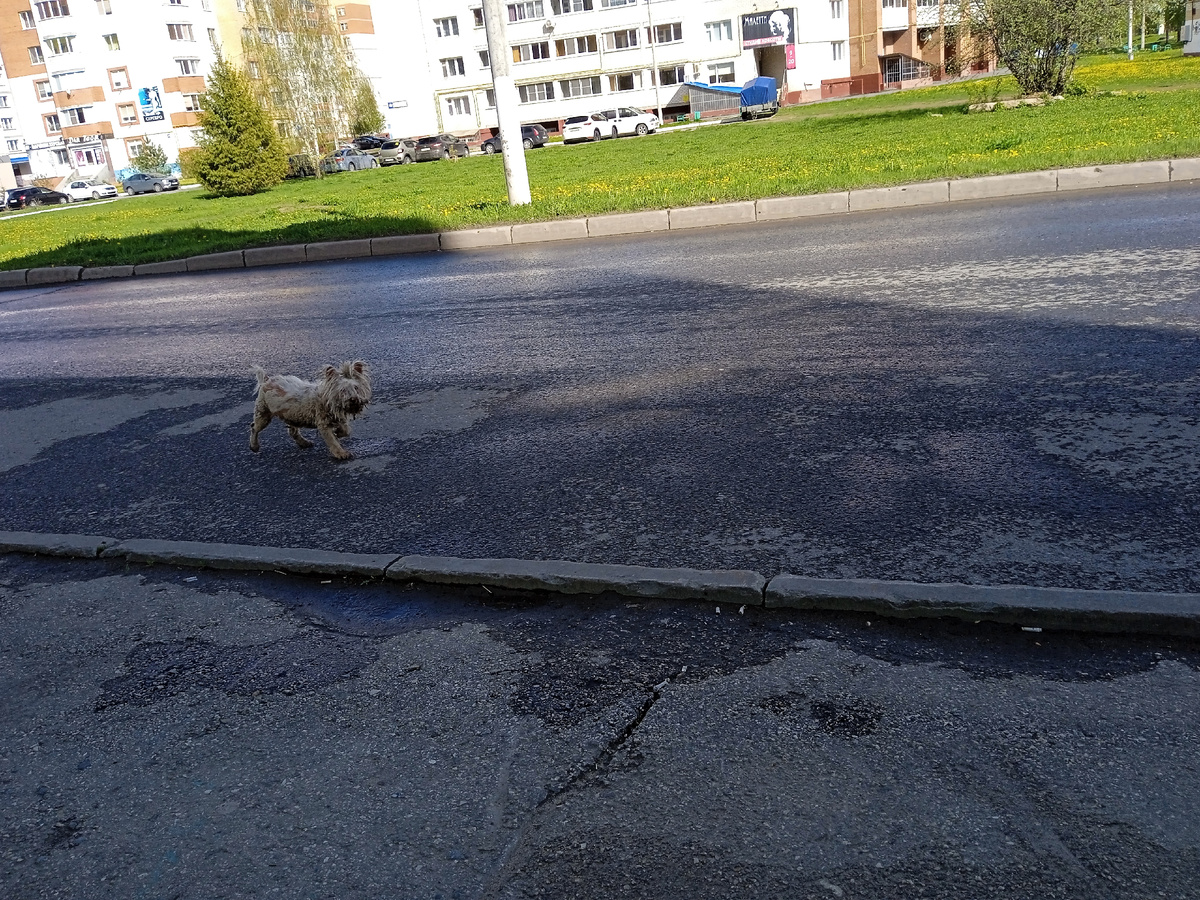 Перебегает дорогу на улице Строителей. 