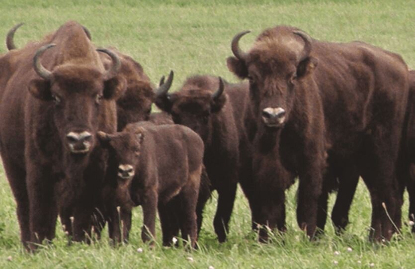 Фото: Государственное природоохранное учреждение «Национальный парк «Беловежская Пуща»
