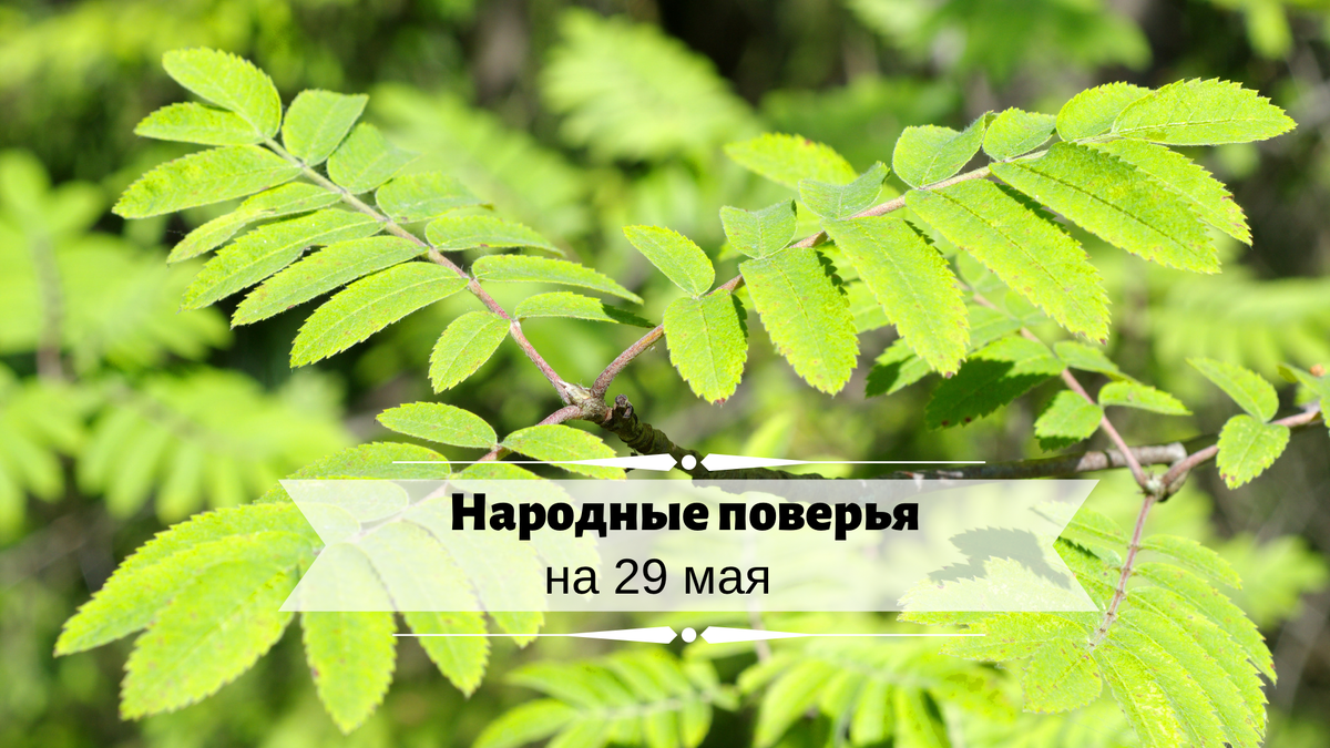 29 мая нашим предкам помогали ветки рябины