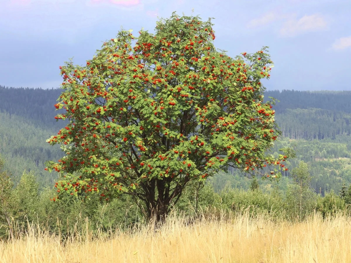 Рябина росла. Рябина обыкновенная Sorbus aucuparia. Рябина обыкновенная Невежинская. Рябина обыкновенная (Sorbus aucuparia l.). Уральская рябина дерево.