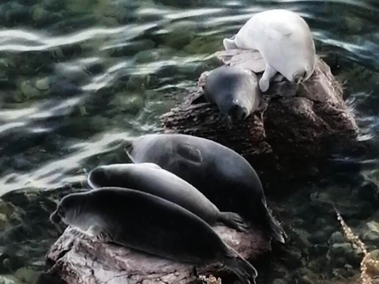 Байкальская нерпа