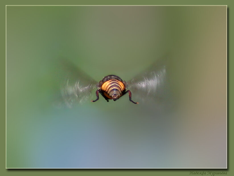 ... и наутёк...