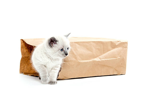 Почему кошки любят пакеты: опасность пакетов для кошек, чем привлекают пакеты  кошек, когда стоит обратиться к ветеринару | Все про кошек | Дзен
