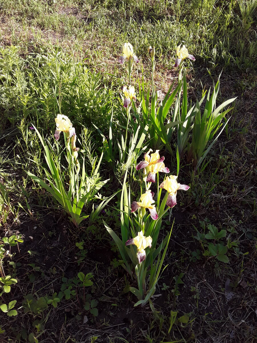 Мои ирисы в этом году. Фото автора.